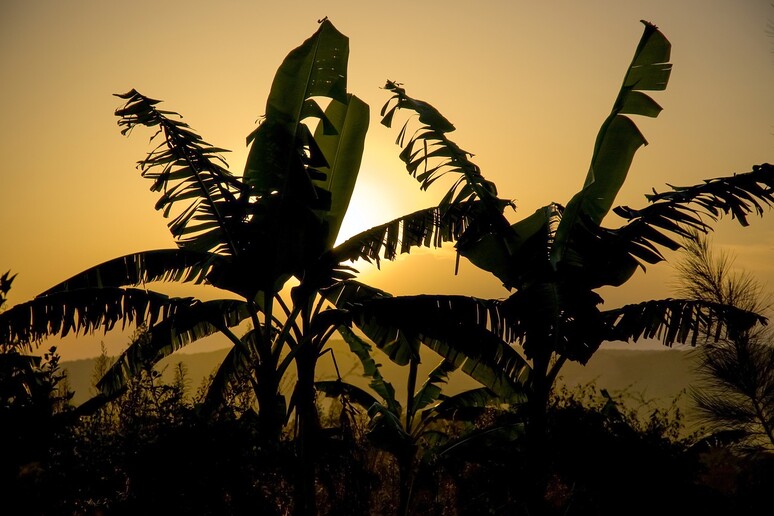 Nell 'Africa tropicale il cattivo sfruttamento del suolo libera nell 'atmosfera più CO2 del previsto  (fonte: Pixabay) - RIPRODUZIONE RISERVATA