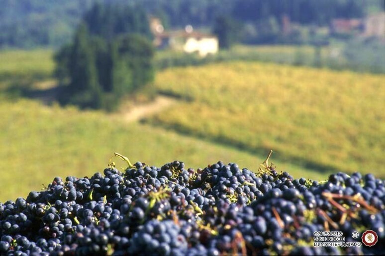 Vino: Vinitaly-Nomisma, +5,1% export Italia nonostante Covid - RIPRODUZIONE RISERVATA