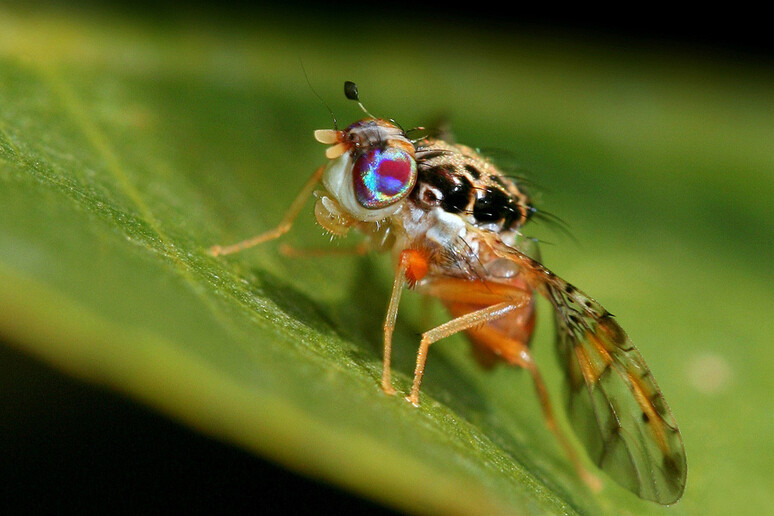 La mosca mediterranea Ceratitis capitata (fonte: Jari Segreto) - RIPRODUZIONE RISERVATA