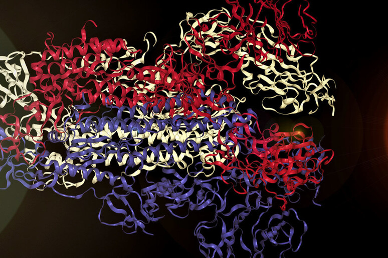 Rappresentazione grafica della struttura della proteina Spike del coronavirus  SarsCov2 (fonte: Markus I. Bauehler) - RIPRODUZIONE RISERVATA