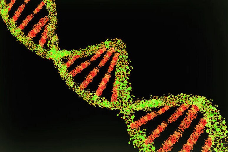 Trovati i primi geni che determinano la diversa suscettibilità delle persone alla Covid-19 (fonte: quapan, Flickr, CC BY 2.0) - RIPRODUZIONE RISERVATA