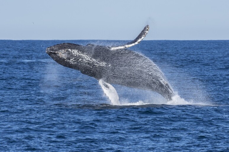 I cetacei di grandi dimensioni mangiano il triplo del previsto (fonte: M. Savoca) - RIPRODUZIONE RISERVATA