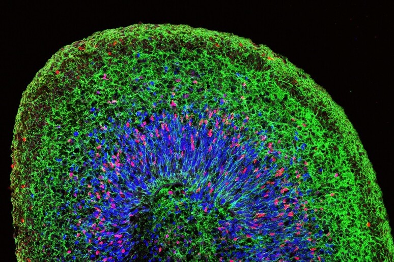 In verde i neuroni in formazione all 'interno di un mini-cervello in provetta (fonte: UCLA Broad Stem Cell Research Center/Cell Reports) - RIPRODUZIONE RISERVATA