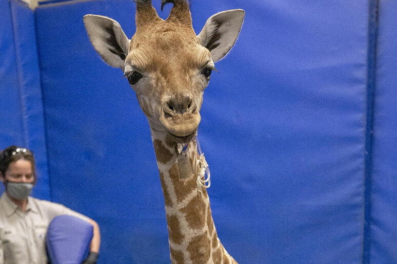 Il cucciolo di giraffa Msituni © ANSA/EPA