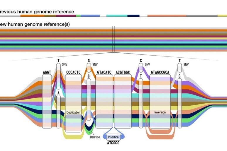 Rappresentazione grafica del pangenoma. Le sequenze del Dna sono in parallelo e dove ci sono sequenze comuni si intersecano (fonte: Darryl Leja, NHGRI) - RIPRODUZIONE RISERVATA