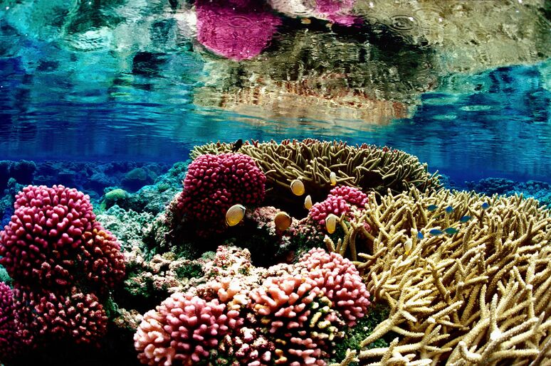 Una barreira corallina (fonte: Jim Maragos/U.S. Fish and Wildlife Service, da Wikipedia) - RIPRODUZIONE RISERVATA
