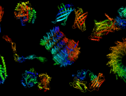 Rappresentazione grafica della struttura di proteine (fonte: Mohammed AlQuraishi) (ANSA)