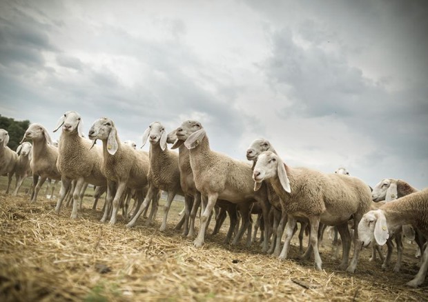 Regioni Ue, l'Ue tuteli la pastorizia sostenibile © ANSA