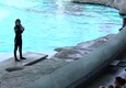 Riccione, Gessica Notaro torna ad addestrare i delfini al parco Oltremare (ANSA)