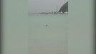 Cagliari, squalo verdesca nuota vicino a riva al Poetto(ANSA)