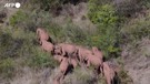 Cina, continua il viaggio del branco di elefanti, hanno percorso oltre 500 chilometri (ANSA)