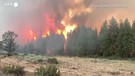 Usa, foresta a fuoco nel Sud dell'Oregon, le fiamme sovrastano gli alberi (ANSA)