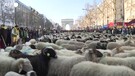 Parigi, migliaia di pecore invadono gli Champs-Elysees (ANSA)
