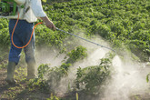 Efsa, rischio residui pesticidi sotto soglia, no nuove norme (ANSA)