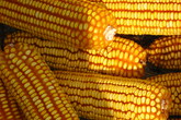 Il più vaso stdudio sulle colture di mais ogm indica che non c'è nessuna evidenza che siano dannos eper sale ambiente (fonte: Scuola Superiore Sant'Anna) (ANSA)