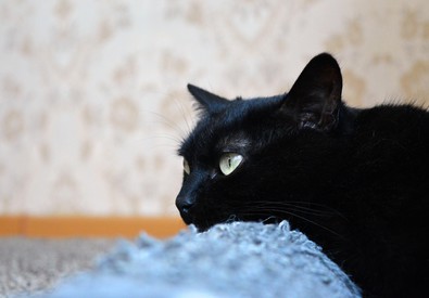Un gatto nero (Foto archivio) (ANSA)