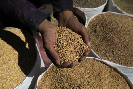 Italmopa, stop disinformazione il grano di importazione è sicuro