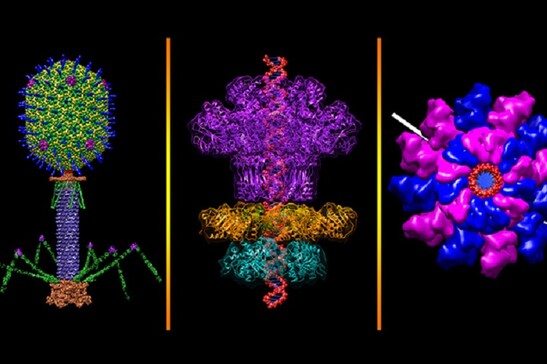 Esempi di batteriofagi, i virus che infettano i batteri (fonte: Credit: Victor Padilla-Sanchez, The Catholic University of America, NIH, da Flickr)