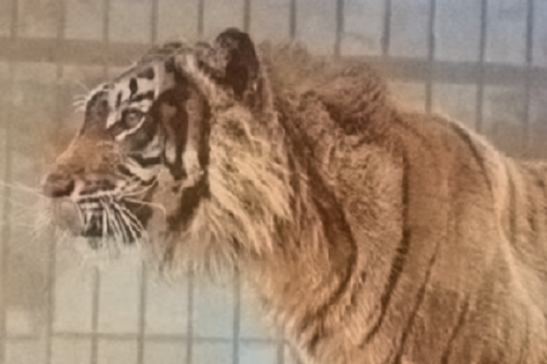 Particolare della foto di una tigre di Giava scattata prima del 1942 nello zoo di Londra (fonte: FW Bond - morto nel 1942, via Wikipedia)