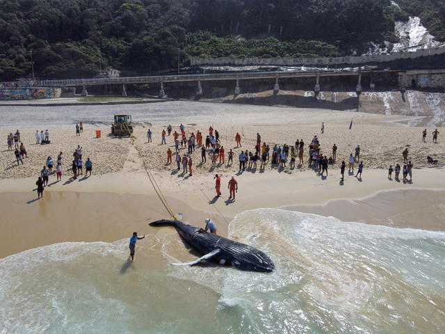 Whale found dead on Rio de Janeiro beach © Ansa