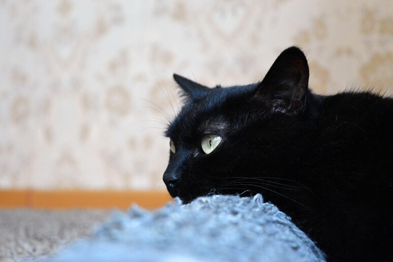 Un gatto nero (Foto archivio) - RIPRODUZIONE RISERVATA
