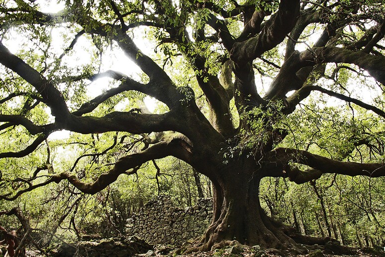 Si arricchisce l 'Elenco degli alberi Monumentali d 'Italia - RIPRODUZIONE RISERVATA
