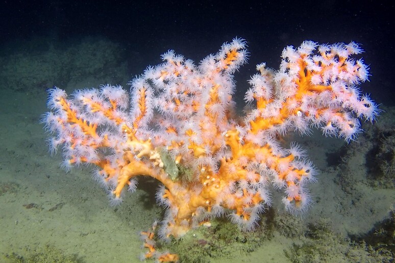 Telecamere osservano coralli di profondit in Sicilia - RIPRODUZIONE RISERVATA