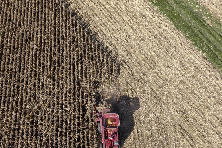 Scambi cerealicoli, frenano volumi, volano i prezzi © ANSA/EPA