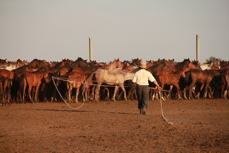Un allevamento di cavalli in Kazakistan (fonte: Ludovic ORLANDO/CAGT/CNRS Photothèque) - RIPRODUZIONE RISERVATA