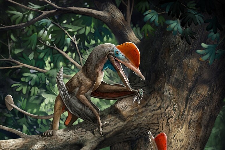 Rappresentazione artistica del nuovo pterosauro Kunpengopterus antipollicatus (fonte: C. Zhao, Current Biology) - RIPRODUZIONE RISERVATA