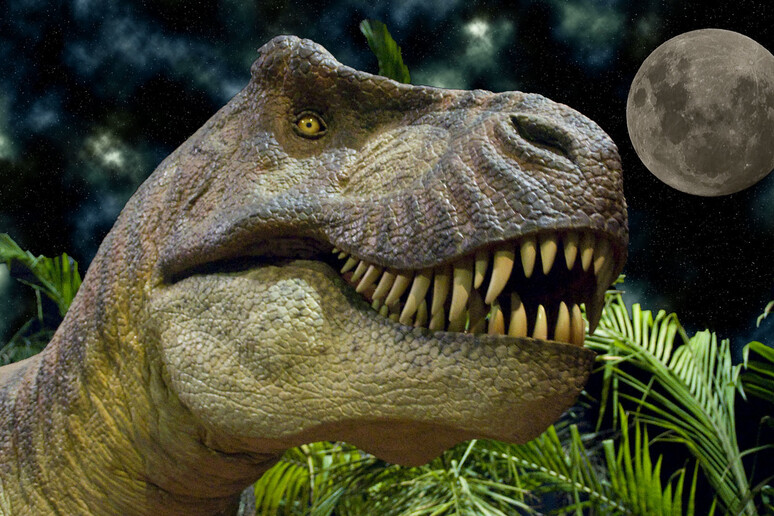 La Terra è stata popolata da circa 2,5 miliardi di T. rex (fonte: Dinosaurs Alive! da Flickr) - RIPRODUZIONE RISERVATA
