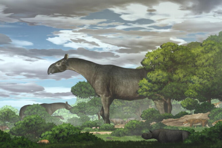 Rappresentazione artistica del  rinoceronte gigante vissuto in Asia  tra 34 e 23 milioni di anni fa (fonte: CHEN Yu) - RIPRODUZIONE RISERVATA