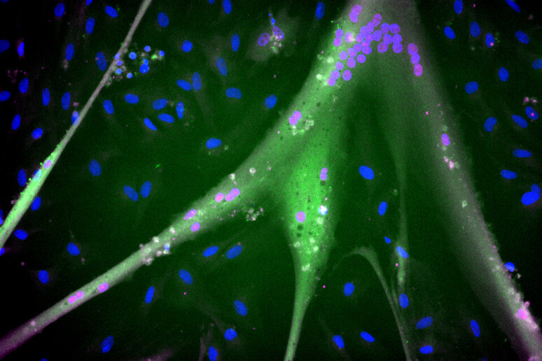 Cellule staminali bovine rese immortali esprimono le proteine del muscolo: nucleo in blu, miogenina in magenta, miosina in verde (fonte: Andrew Stout, Tufts University) - RIPRODUZIONE RISERVATA